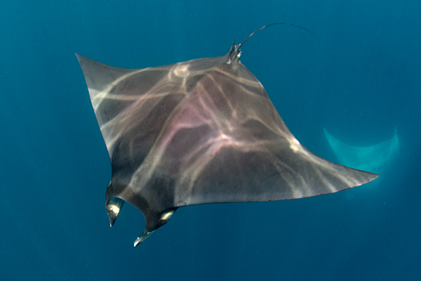 CruinndracFarms Forums • View topic - AnimeAmy's Homecon ... atlantic devil ray diagram 